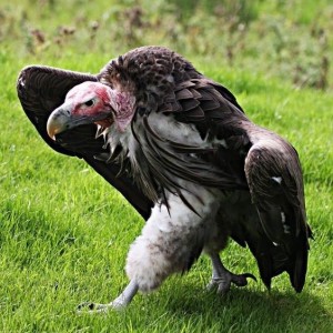 Создать мем: vulture, падальщик, гриф стервятник