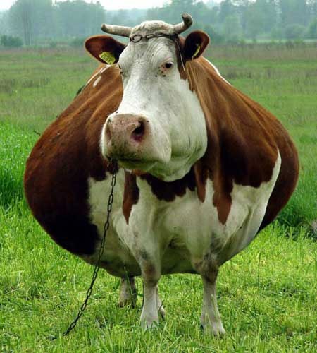 Create meme: cow , the cow is fat, cow fat