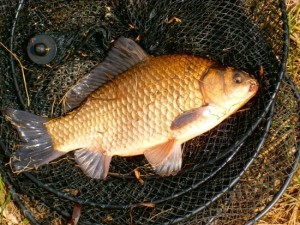 Create meme: river carp, large carp, big carp