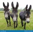 Create meme: donkey and donkey, three donkeys, donkey 