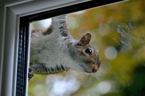 Создать мем: белка серая, белка на окно, squirrel