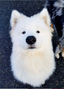 Create meme: the breed is Samoyed, Samoyed husky, the Samoyed