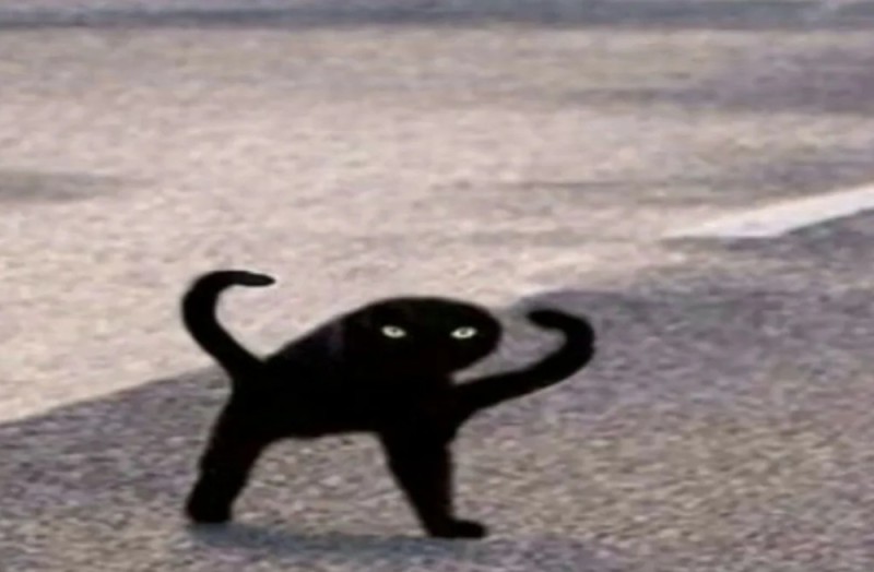 Создать мем: ъуъ съука черный кот, кот мем ъуъ, ъуъ кот