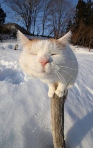 Create meme: cat in winter, cat funny, cat in the snow
