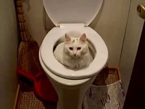 Создать мем: кошки прикольные, унитаз туалет, кот на унитазе