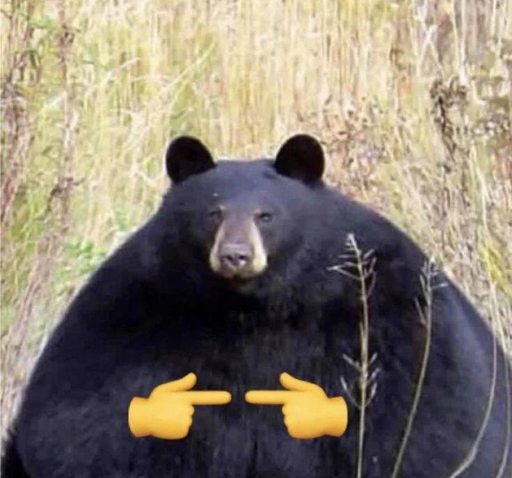 Create meme: black bears, fat bear, American bear baribal