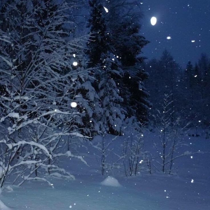 Create meme: winter night, winter night, winter forest at night