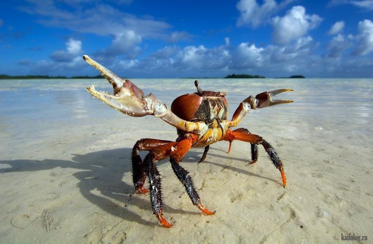 Create meme: crab , sea crab, crab sea