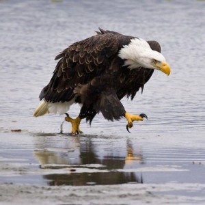 Create meme: bald eagle