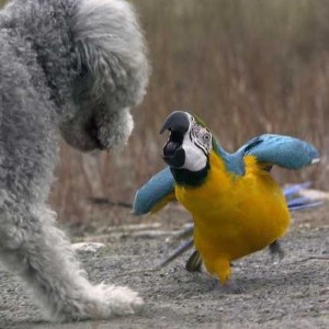 Create meme: parrot photo on a white background, cute macaw parrot, animal