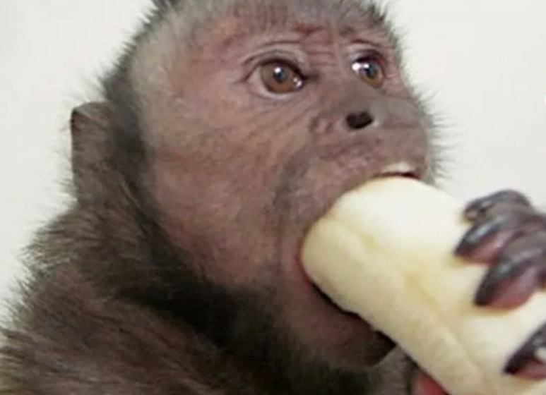 Создать мем: обезьяна кушает банан, обезьяна с бананом, обезьянка ест банан