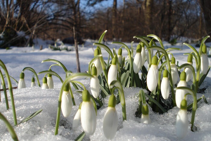 Create meme: spring snowdrops, early spring, snowdrop flower