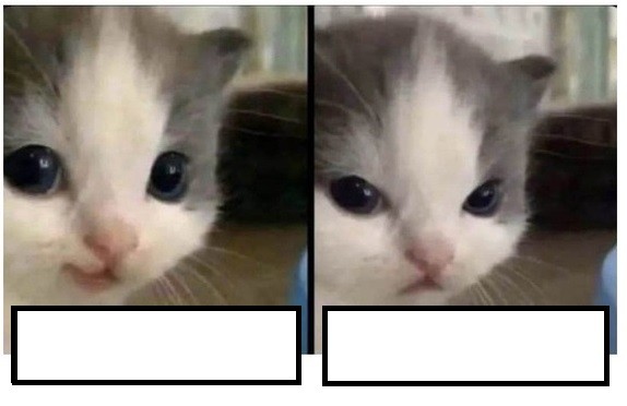 Create meme: kitty , cat , cat hehe