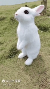 Create meme: white rabbit, the new Zealand white rabbit, rabbit