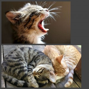 Создать мем: коты, кошка, кошка спит фото
