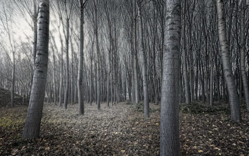 Create meme: grey forest, grey autumn, grey forest background