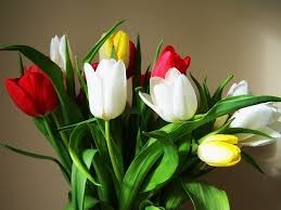 Создать мем: букет тюльпанов на рабочий стол, красочные тюльпаны, цветок тюльпан