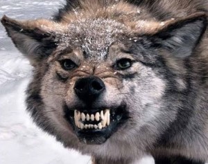 Create meme: wolf, meme wolf, wolf with a grin