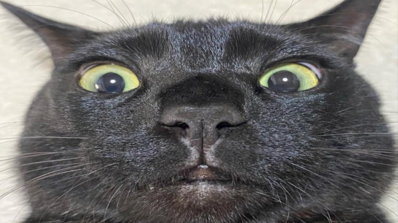 Create meme: black cat , cat , black cat full face