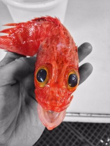 Create meme: scary fish, fish, strange fish