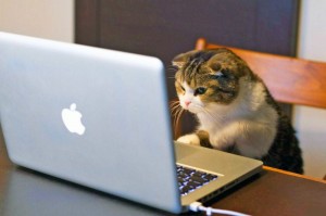 Create meme: the cat at the computer, the cat at the computer