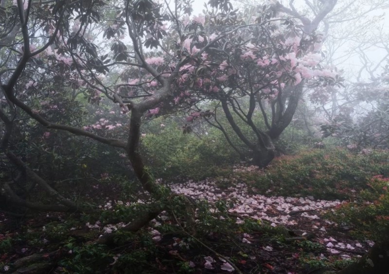 Create meme: cherry blossom, nature forest , misty forest aesthetics