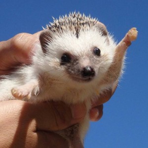 Создать мем: ежик, hedgehog, Ejik