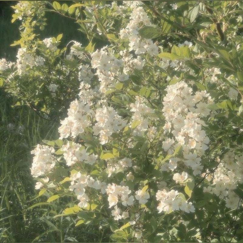 Create meme: Primrose lilac, hydrangea paniculata kiushu, lilac white