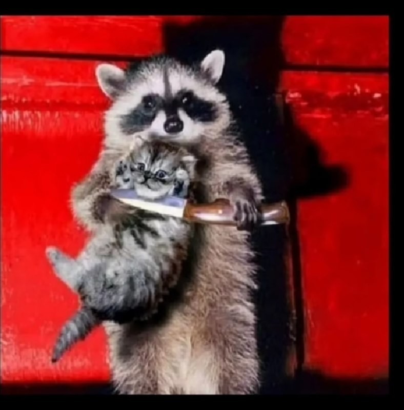 Create meme: raccoon , the raccoon is small, a raccoon with a knife