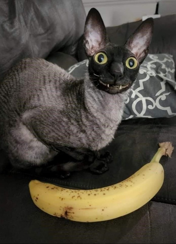 Create meme: cat breed Cornish Rex, a cat with a banana, cat Cornish Rex