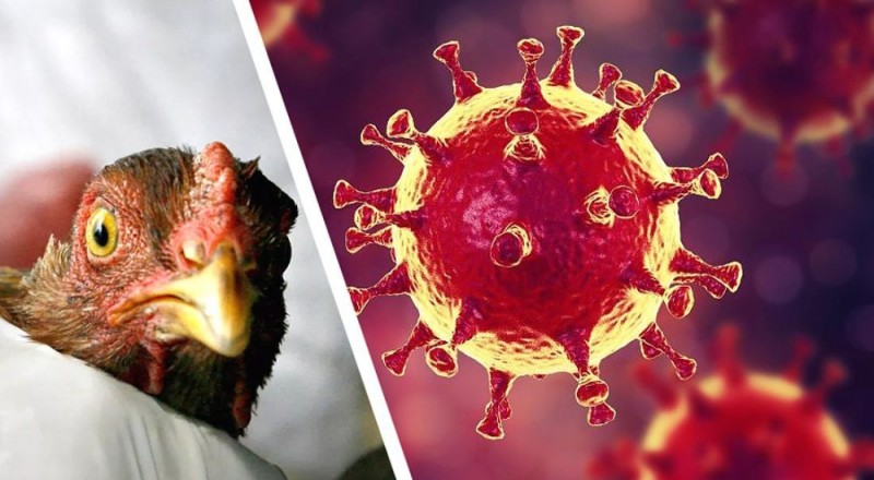 Create meme: bird flu , highly pathogenic avian influenza, coronavirus