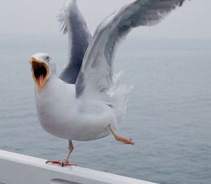 Create meme: Seagull, white seagulls, Seagull 