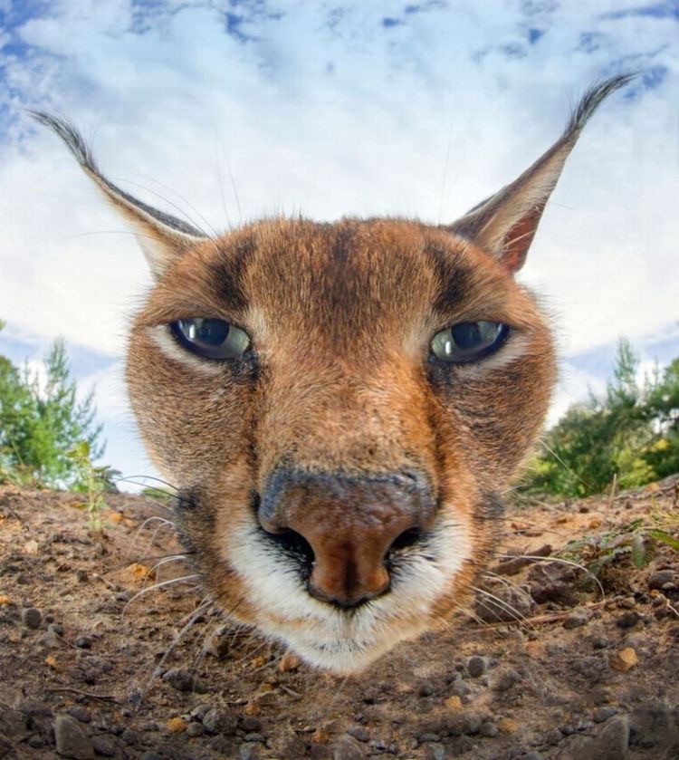 Create meme "Caracal" - Pictures - Meme-arsenal.com