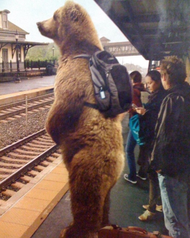 Create meme: Bear in the subway, The bear has come, The bear on the red square