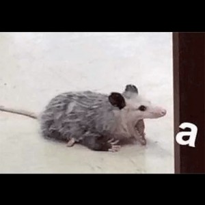Create meme: animals, Animal, possum memes
