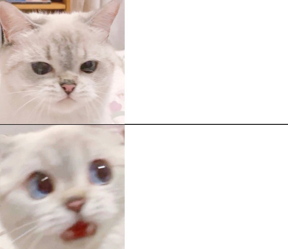 Создать мем: мемный кот, милые коты из мемов, мем с белым котом
