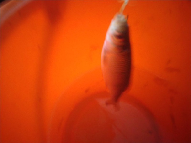 Create meme: fish carp, boneless fish for frying, fishing 