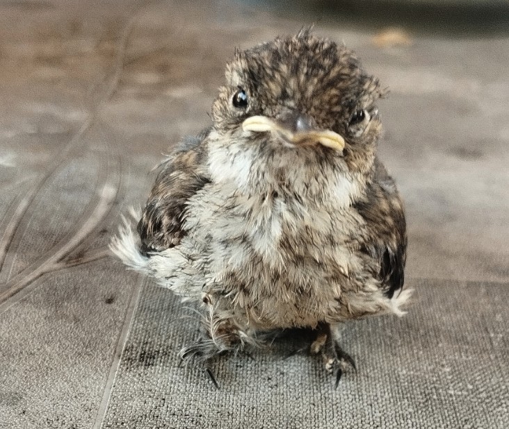 Create meme: grey flycatcher chick, chick, The baby thrush is a yellow-mouthed bird