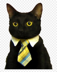 Создать мем: мистер кот, деловой кот, кошка в галстуке
