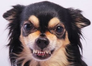 Create meme: chihuahua, Chihuahua, eyes Chihuahua photo