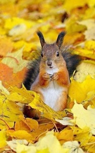 Create meme: nature, animals in the fall, squirrel in autumn