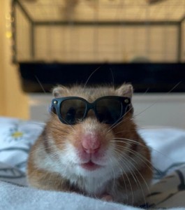 Create meme: funny hamsters, hamster, Twitter