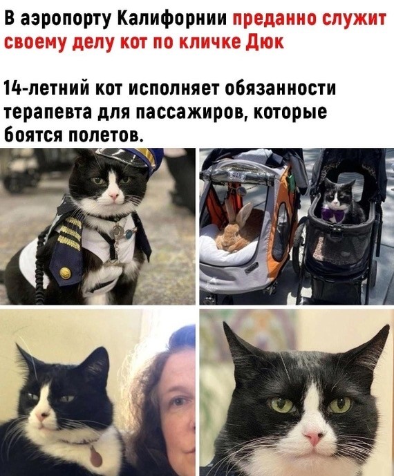 Create meme: the policeman cat, cat, police cat
