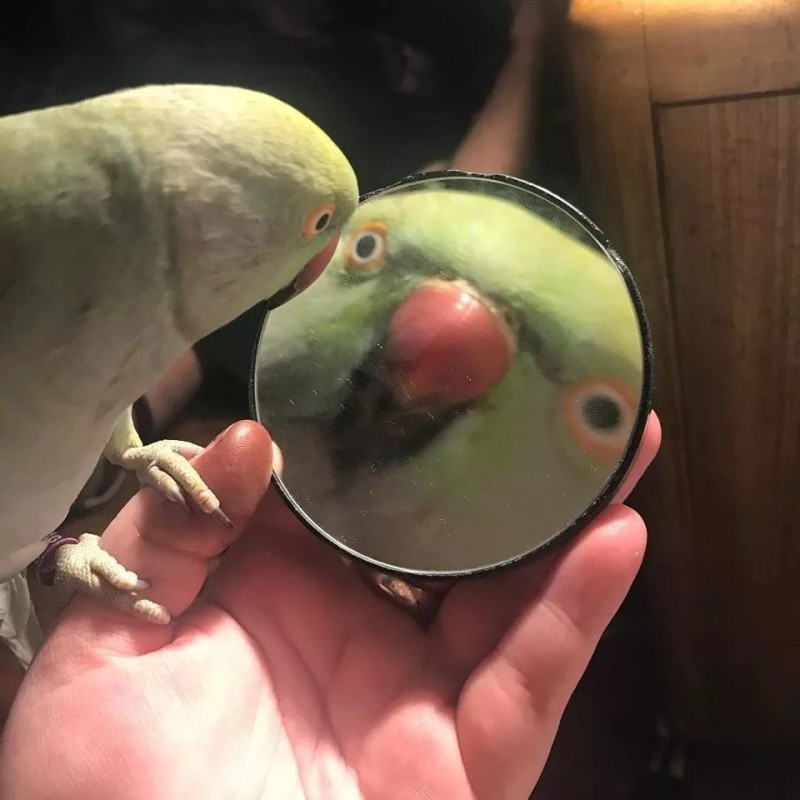 Create meme: meme with a parrot and mirror, The parrot, Alexandrine parrot 