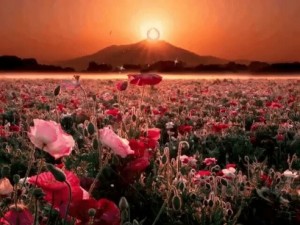 Create meme: flowers field, poppy field