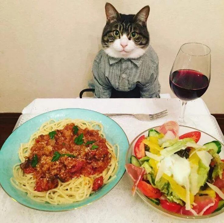 Create meme: dinner with a cat, seals with food, cat with food