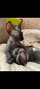 Create meme: Sphynx kittens, Sphynx cats, cat Sphynx