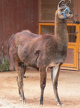 Create meme: Slide lama, the apprentice , Are llamas artiodactyls?