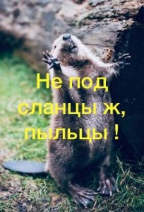 Create meme: happy groundhog day, beaver, animal