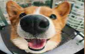 Create meme: Corgi, Corgi dog